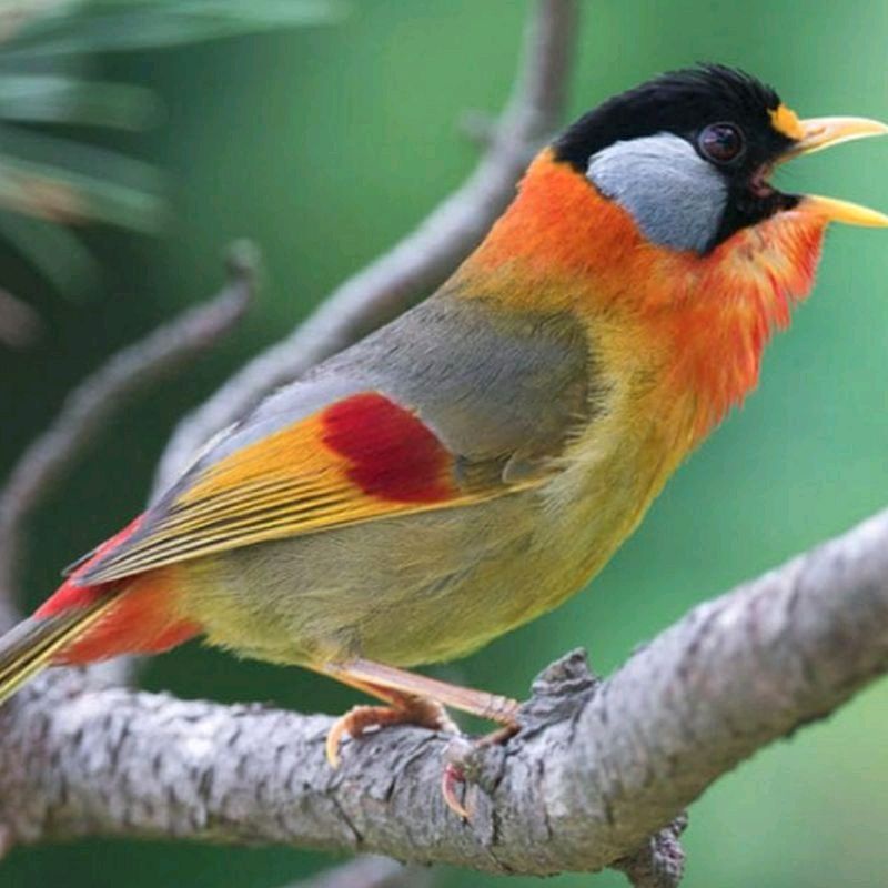 Burung pancawarna import pilihan