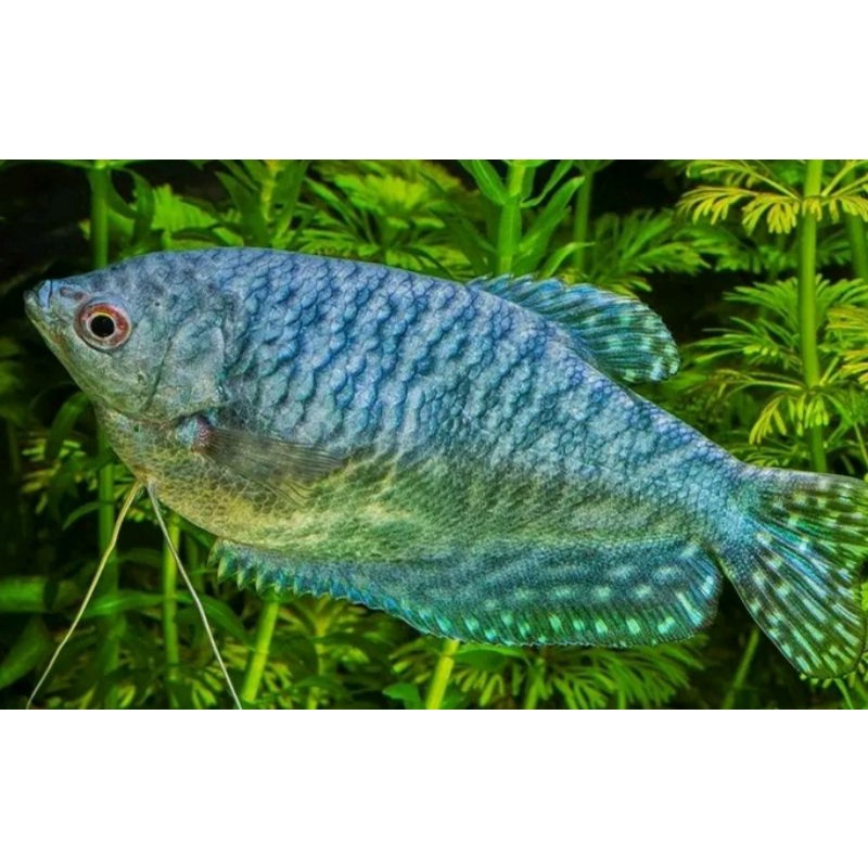 Ikan Sepat Biru
