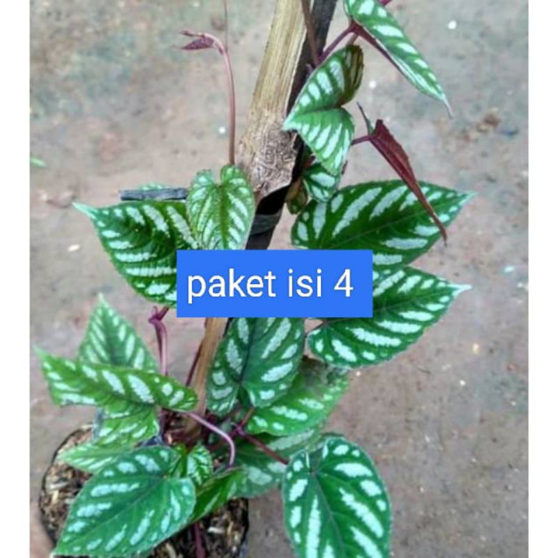 tanaman hias sirih keraton - sirih keraton