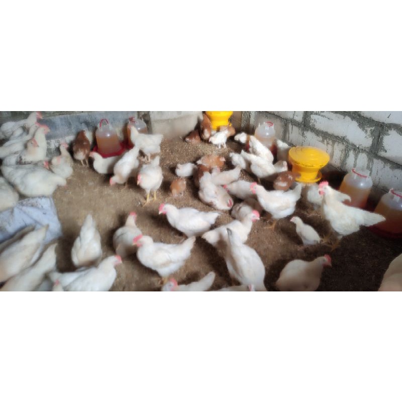 

ayam pejantan , ayam kalasan segar fress 9 ons - 1 kg
