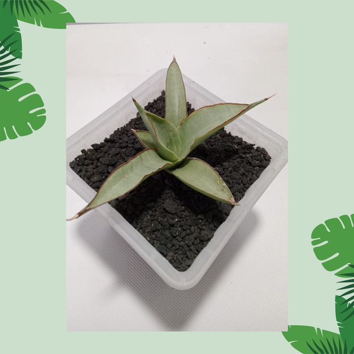 ;&;&;&;&] [Sansevieria ] Sansevieria Hybrid Caho Praya