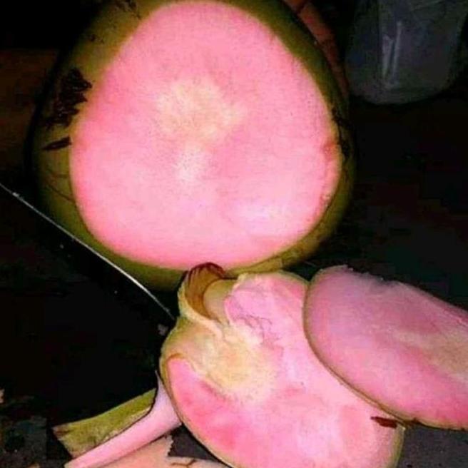 bibit kelapa wulung asli akar merah genjah