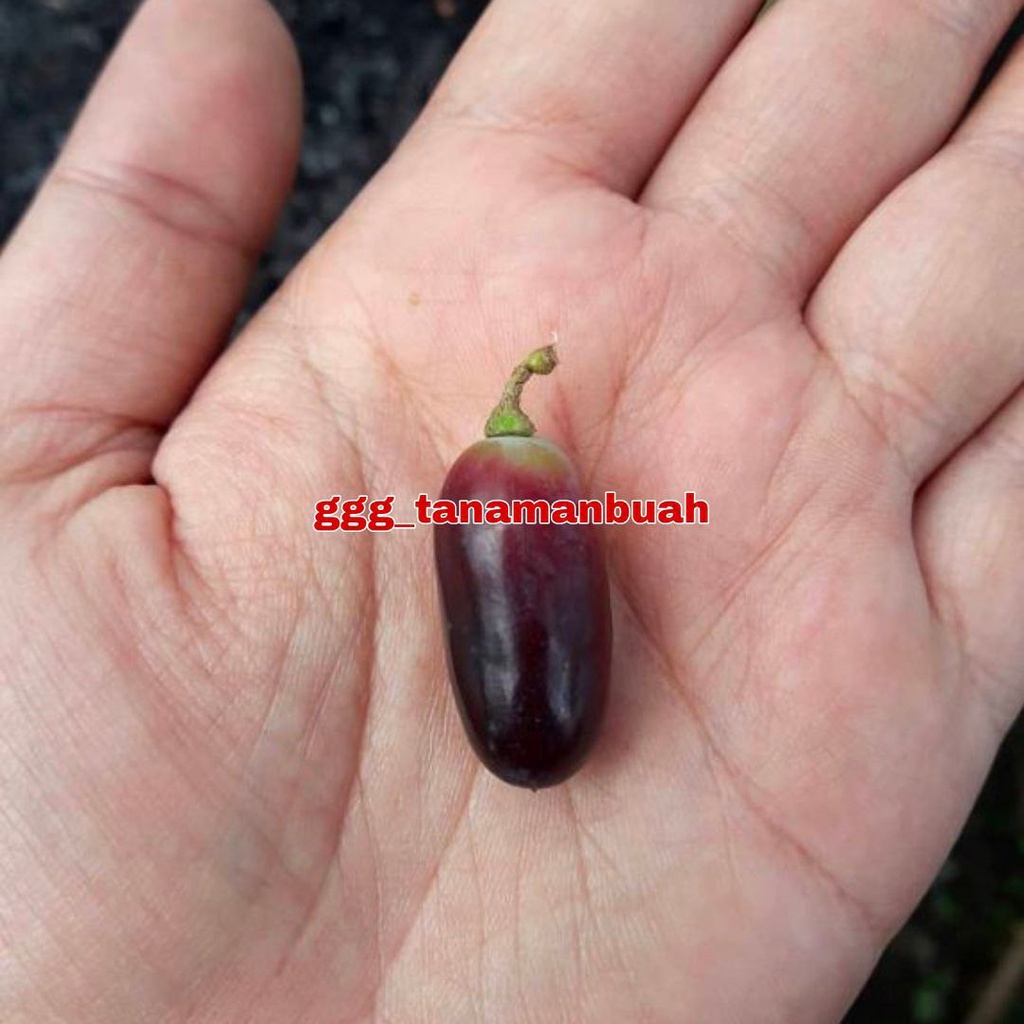 Bibit Anggur Souvenir Hasil Grafting Super