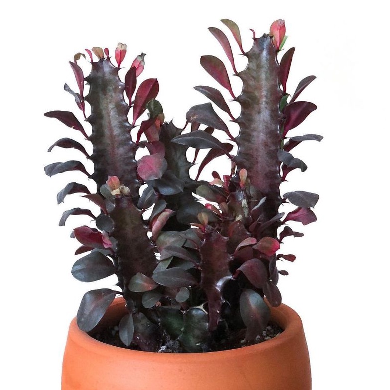 Euphorbia Trigona Rubra Cluster