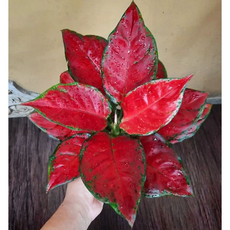 Aglonema Red Anjamani - tanaman hias hidup - bunga hidup - bunga aglonema - aglaonema merah - aglonema merah - aglonema murah - aglaonema murah