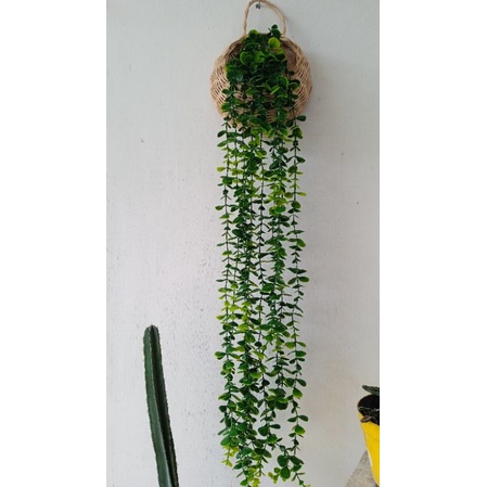 Bunga dinding pot rotan satu set dengan tanaman