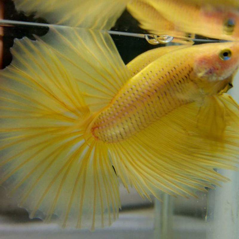 

hardmoon/ yelow/ jantan