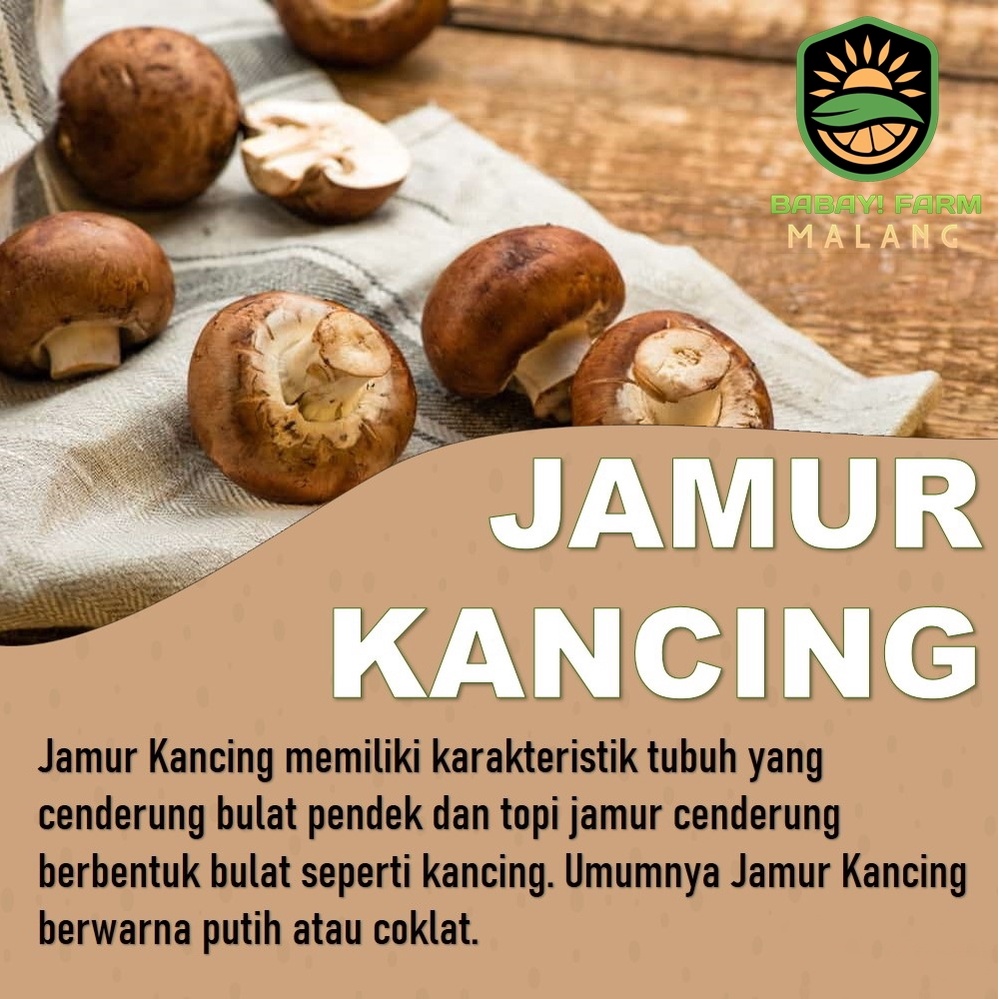 

Jamur Kancing