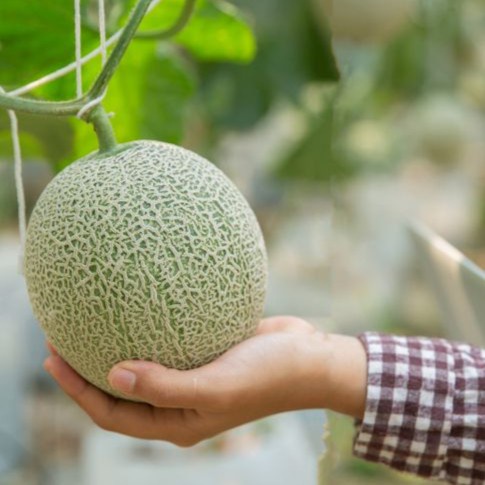 Benih Biji Melon Green String ASERA F1 Urban Farmers Seed - 15 Seed