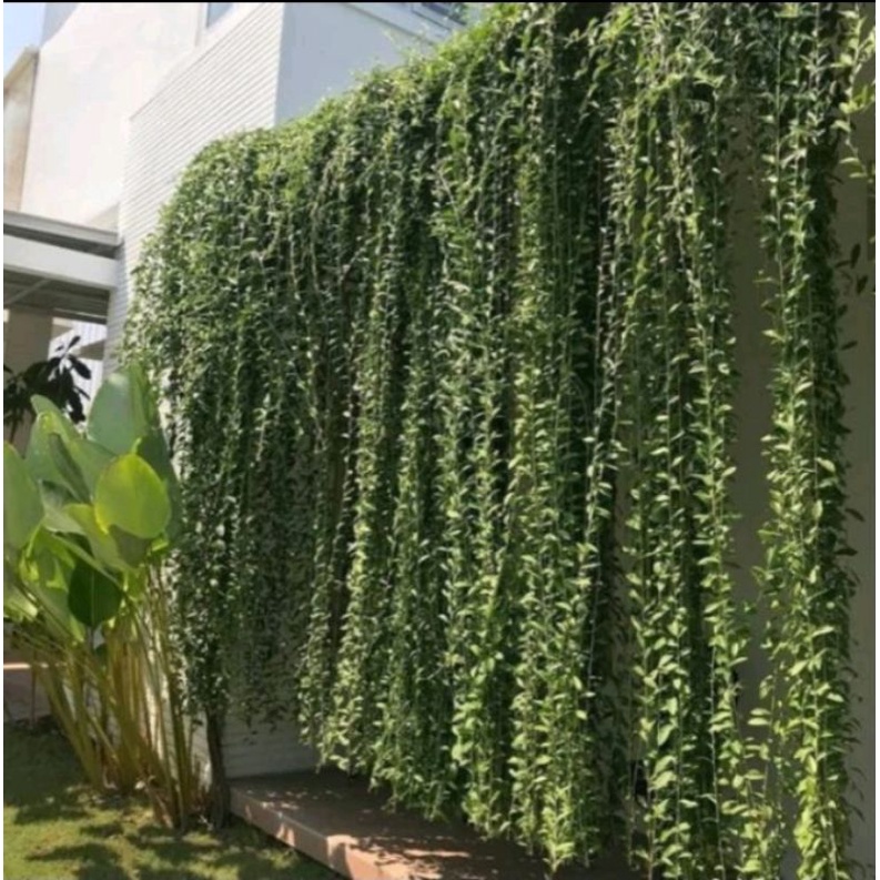 Tanaman Hias Juntai Rambat Lee Kwan Yew 1 Meter