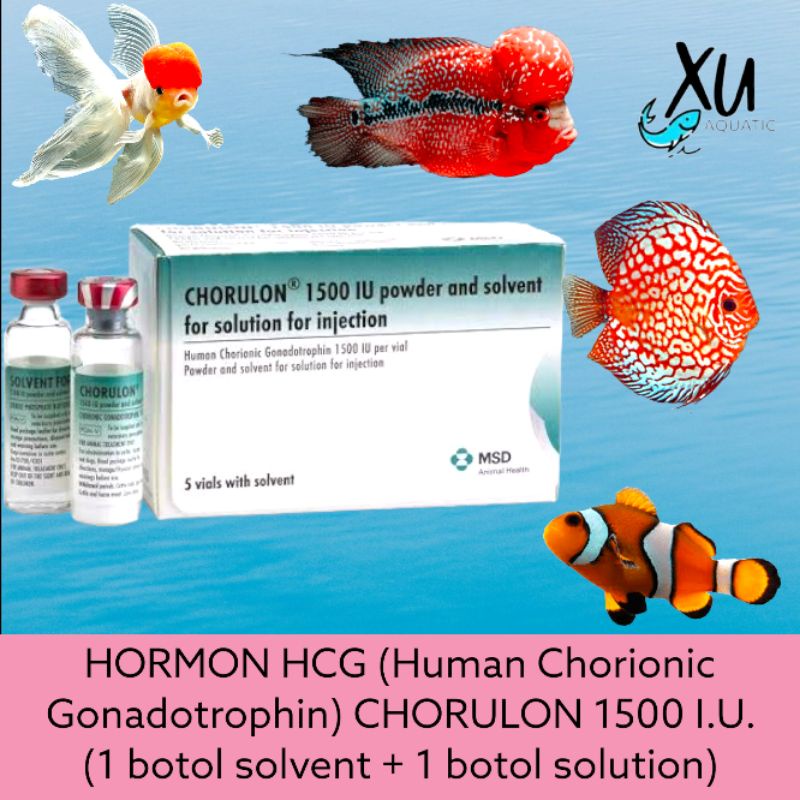 CHORULON HCG HORMON PERIKANAN IKAN UNGGAS 1 PASANG