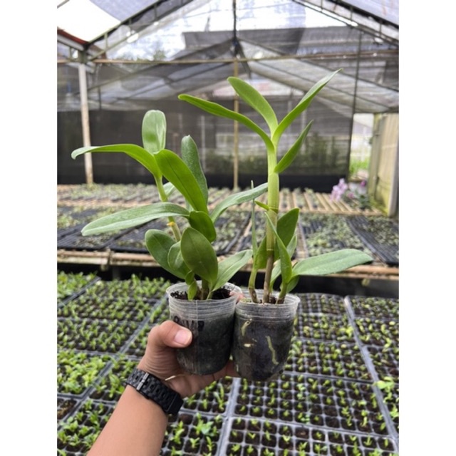 anggrek dendrobium keriting remaja / bunga anggrek keriting rimbun & gemuk.