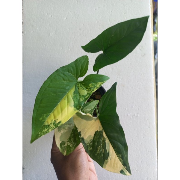 syngonium yellow varigata