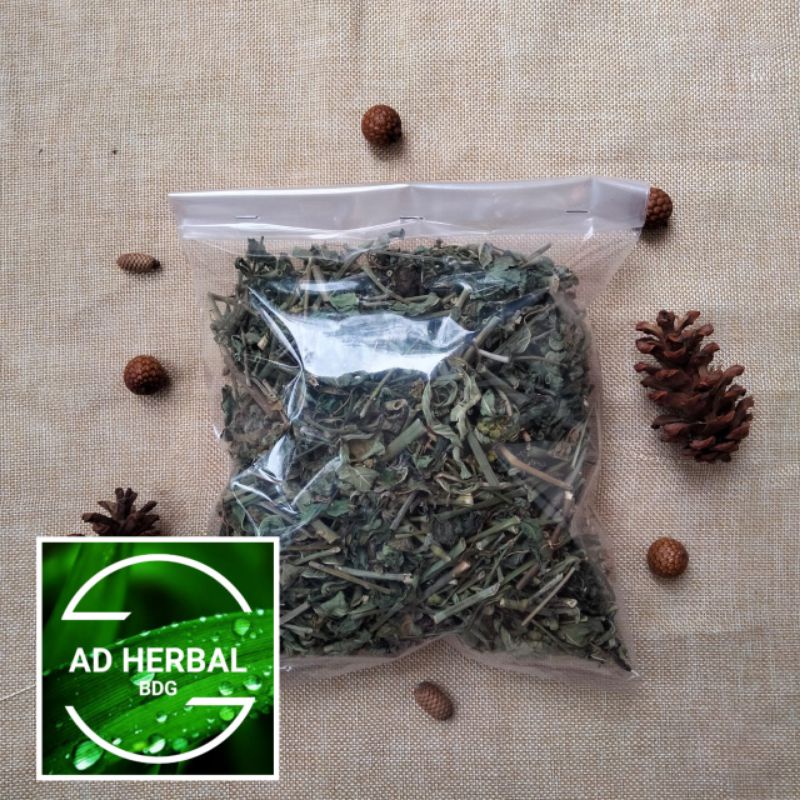 

Daun Patikan Mas Kering Kate Mas Herbal Alami