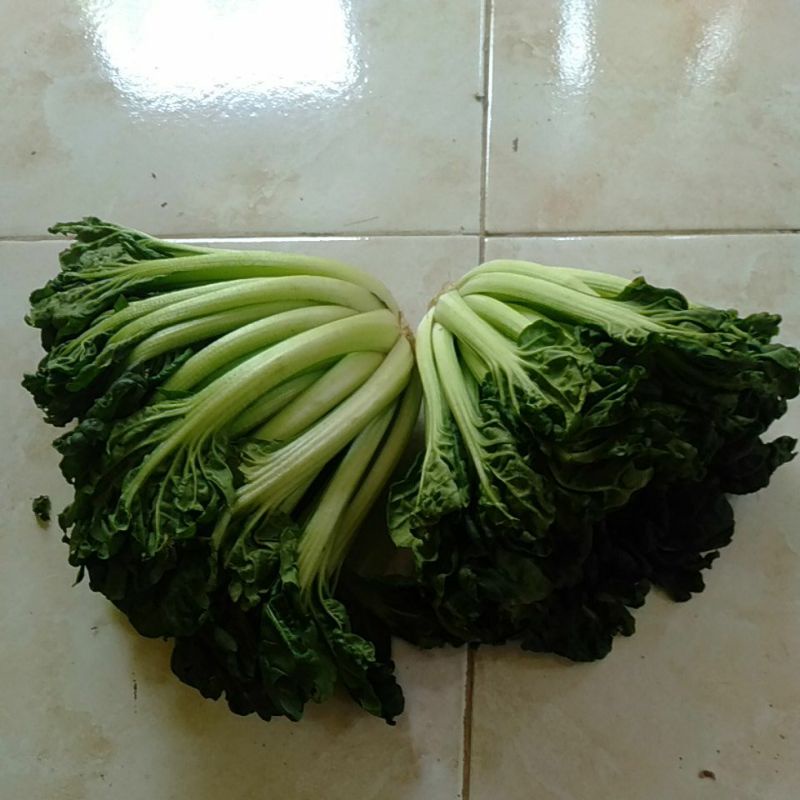 

Sayur Tatsoi segar