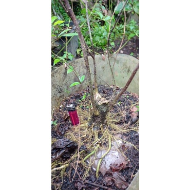 BONSAI ANTING PUTRI BOGEL PROGRAM AKAR