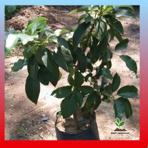 Bibit Buah Alpukat Pluwang Tinggi 1 meter - Alpukat Pluwang Premium