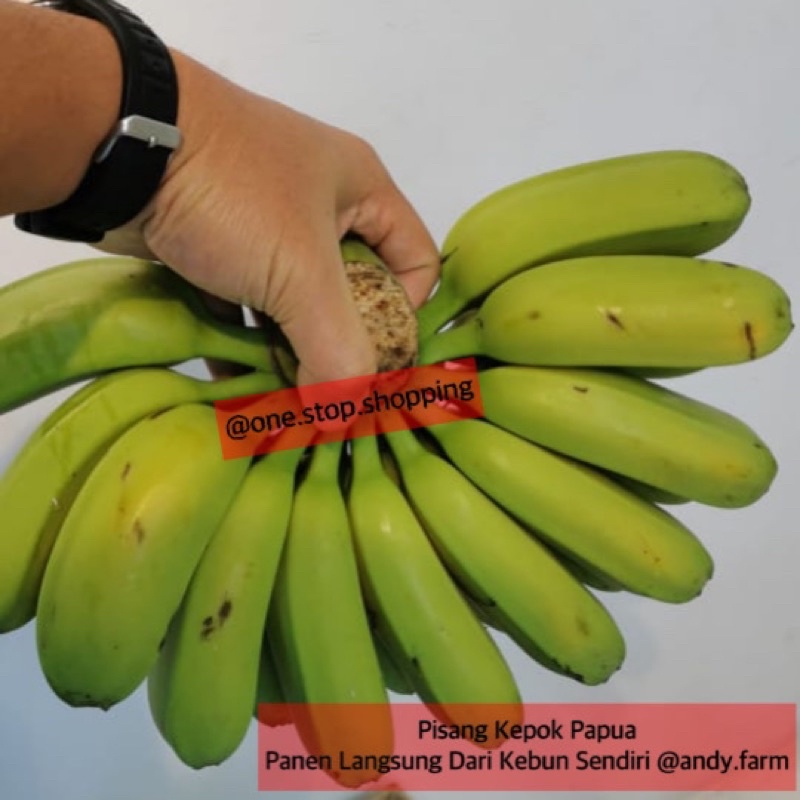 

pisang kepok papua panen dari kebun sendiri