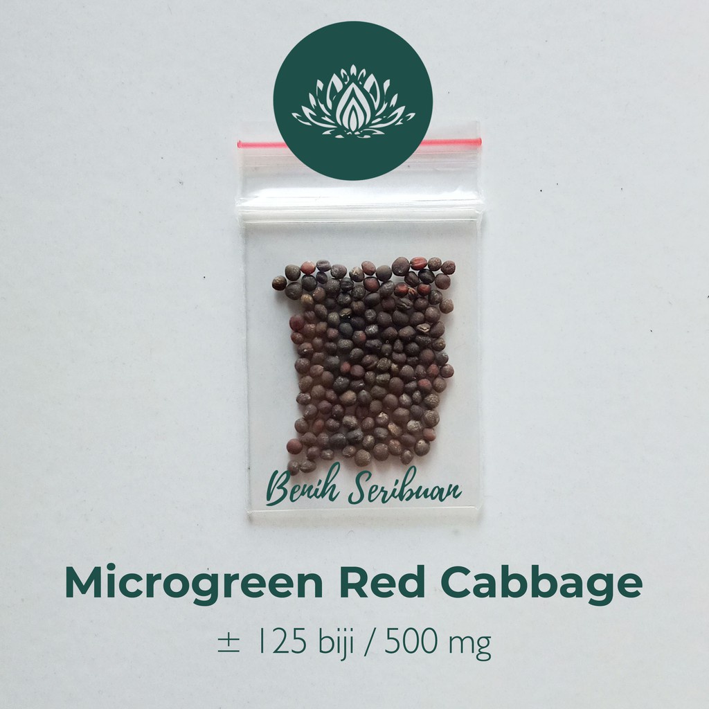 Benih Seribuan - 125 Bibit Microgreen Red Cabbage Sprout Organik Unggul