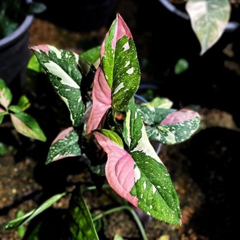 syngonium red spot tricolor