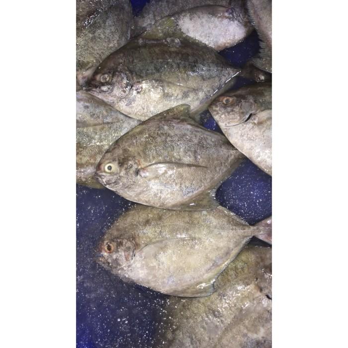 

Bawal Hitam Laut Segar Terjamin 1Kg