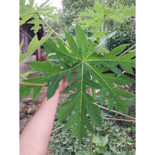 

Daun pepaya segar 250 gram