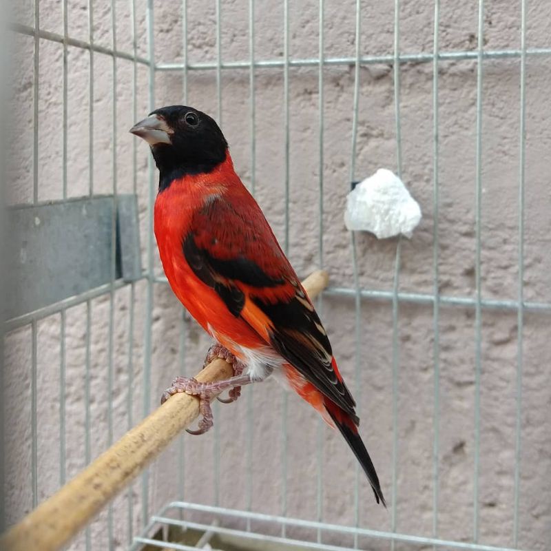 Redsiskin Classic gacor