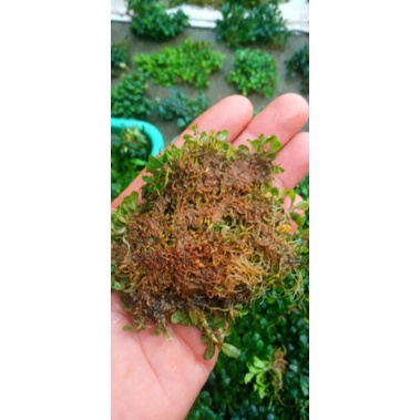 RK Bucephalandra sp mini clump