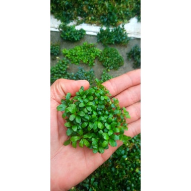 RK Bucephalandra sp mini clump