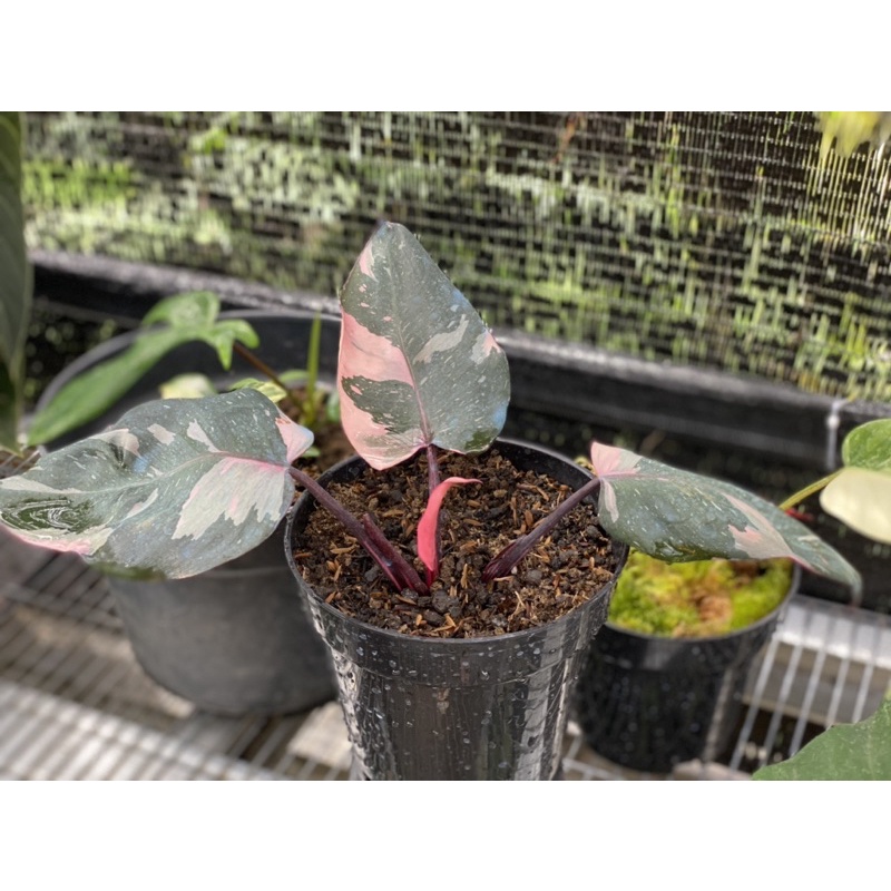 Philodendron Black Cherry Varigata