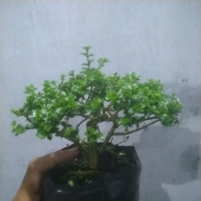 Sancang bonsai small