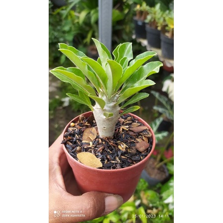 pachypodium saundersii