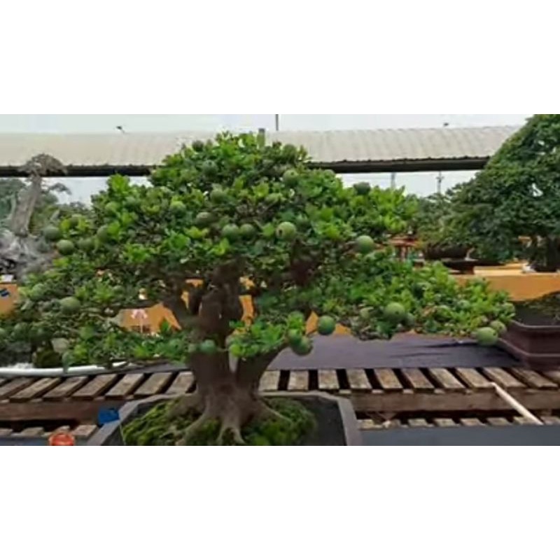 bibit bonsai delima batu