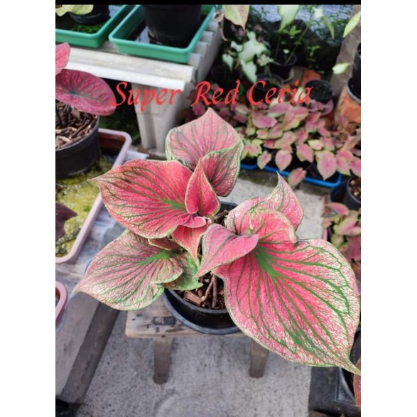 Bibit Caladium Super Red Ceria double leaf / Bibit keladi Super Red Ceria daun ganda