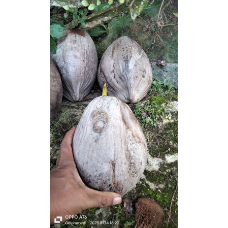 Bibit kelapa hibrida asli baru keluar tunas baru