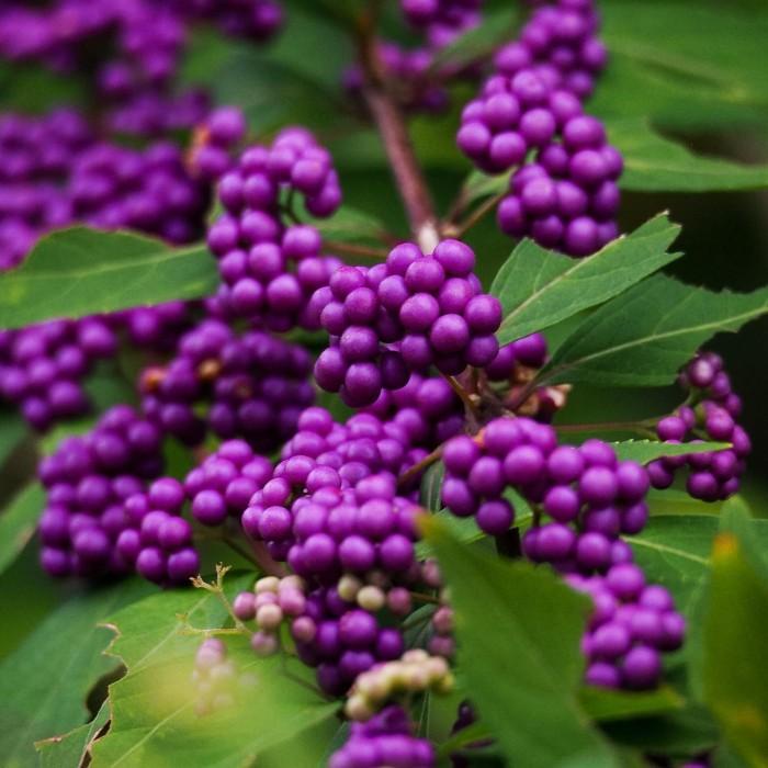 Bibit tanaman buah ungu American beautyberry (Callicarpa americana)