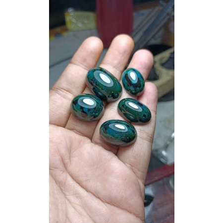 bacan cokelat borongan