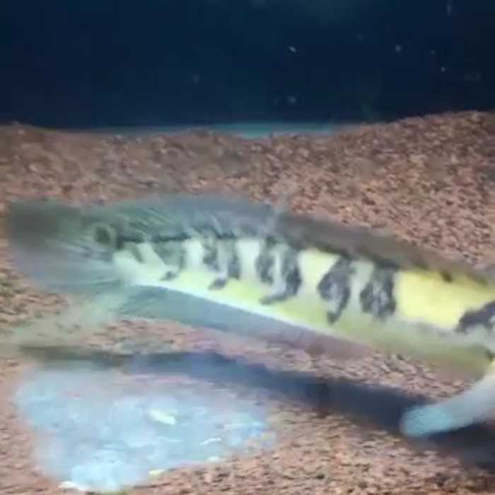 Ys bar 5/5 body clean kelas progres kontes