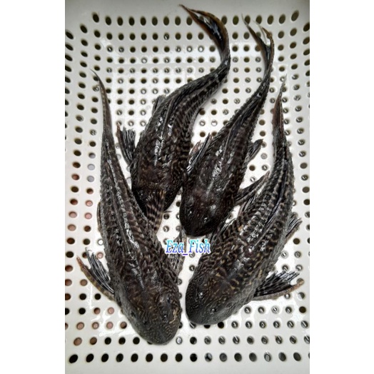 ikan sapu sapu pembersih lumut ukuran 15-16cm