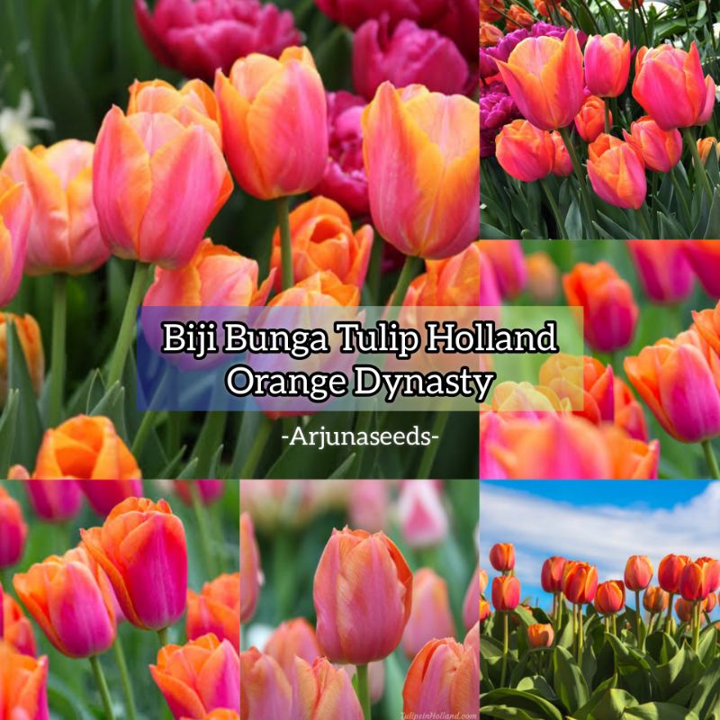 Jual Cod Biji Benih Bibit Bunga Tulip Holland Orange Dynasty Original Bunga Tulip Asli