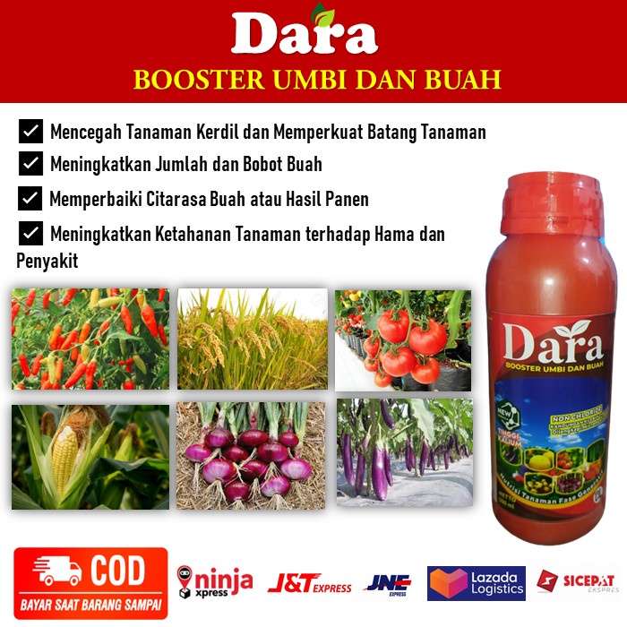 (ASLI MURAH) Pupuk Kalium DARA Obat Semprot Penambah Bobot Umbi Dan Buah - Pupuk Kalsium DARA Peleba