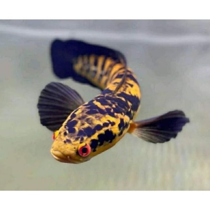 

Chana maru yellow sentarum 5 - 14cm