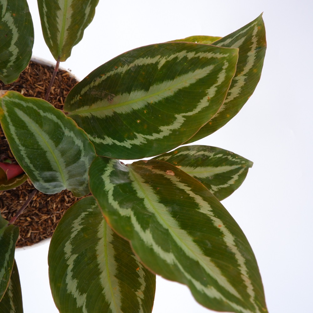 Tanaman Hias Calathea Silver Back - Bunga Calathea Murah - Indoor