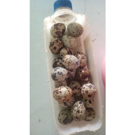 

telor konsumsi