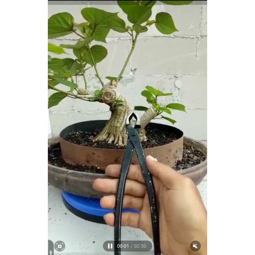 catok bonsai miring