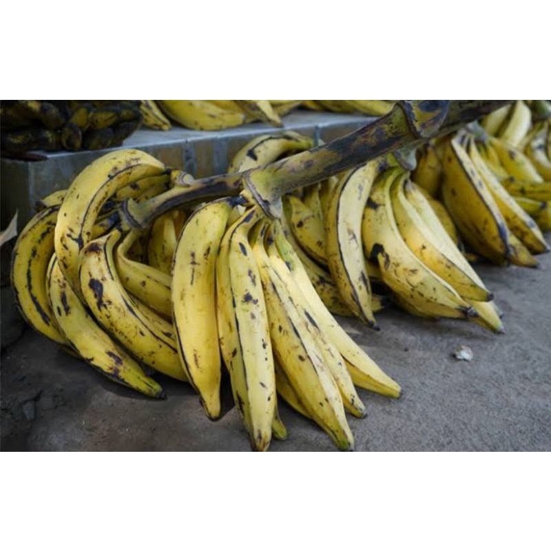 

PISANG TANDUK MATANG MANIS BESAR HARGA PER 1 PCS