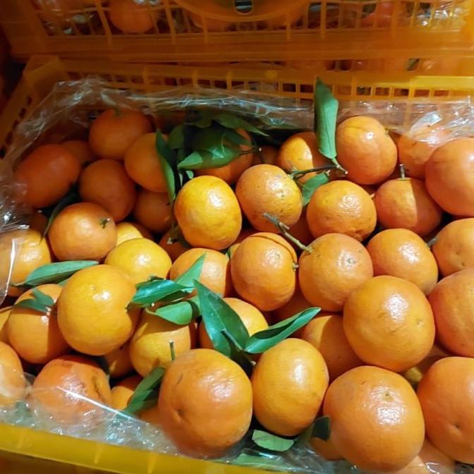 

Ready Buah Jeruk Santang Dongfeng 7 Kg/ Jeruk Import Fresh/ Kado Natal Heiyyaluv