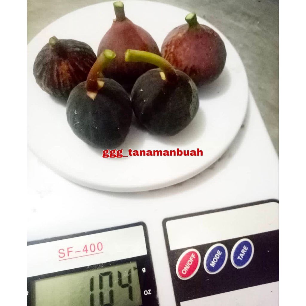 Bibit Buah Tin Iraqi Hitam Cepat Berbuah