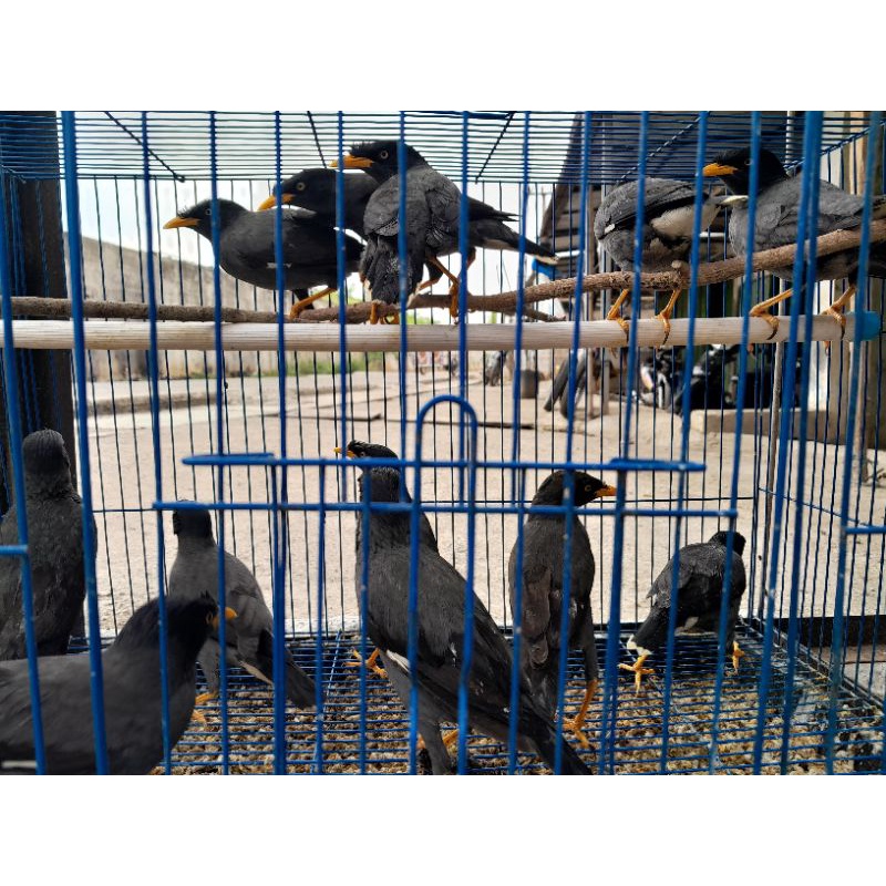 jalak kebo