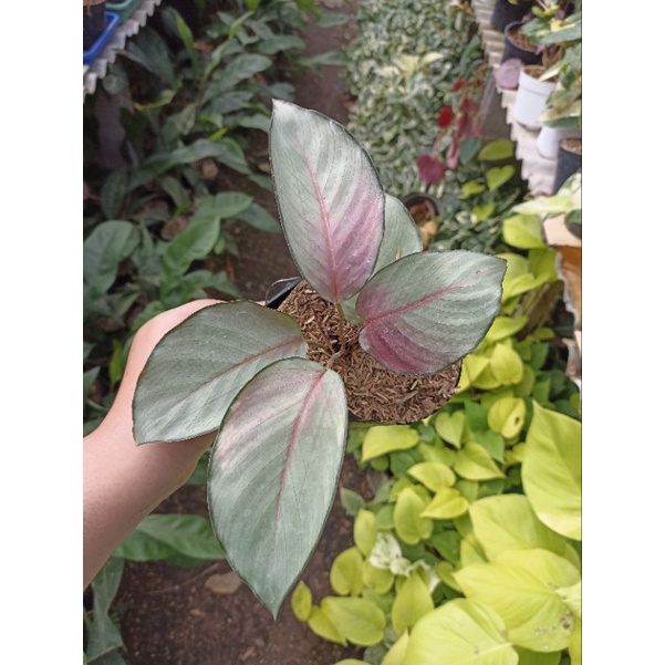 Calathea Silver Plate / Calathea Silver / Calathea Perak